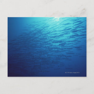 School of Fish 12 Postcard