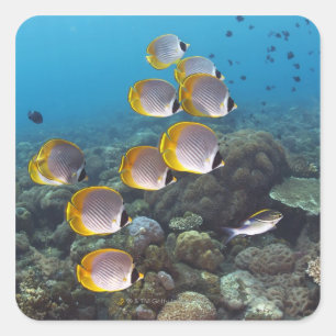School of Fish 2 Square Sticker