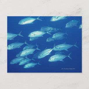 School of Fish 4 Postcard