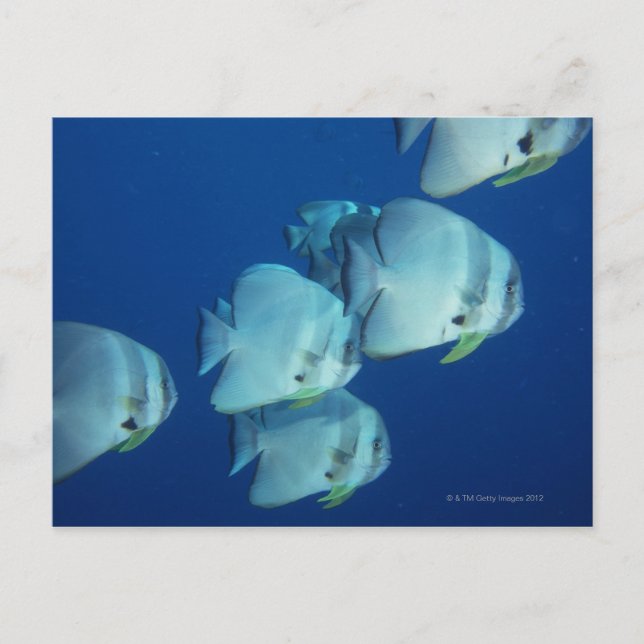 School of Fish 5 Postcard (Front)