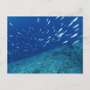 School of Fish 6 Postcard