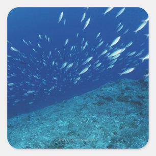 School of Fish 6 Square Sticker