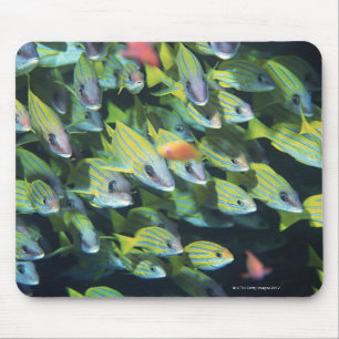 School of Fish 7 Mouse Mat