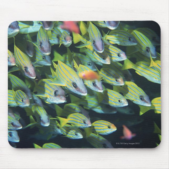 School of Fish 7 Mouse Mat (Front)
