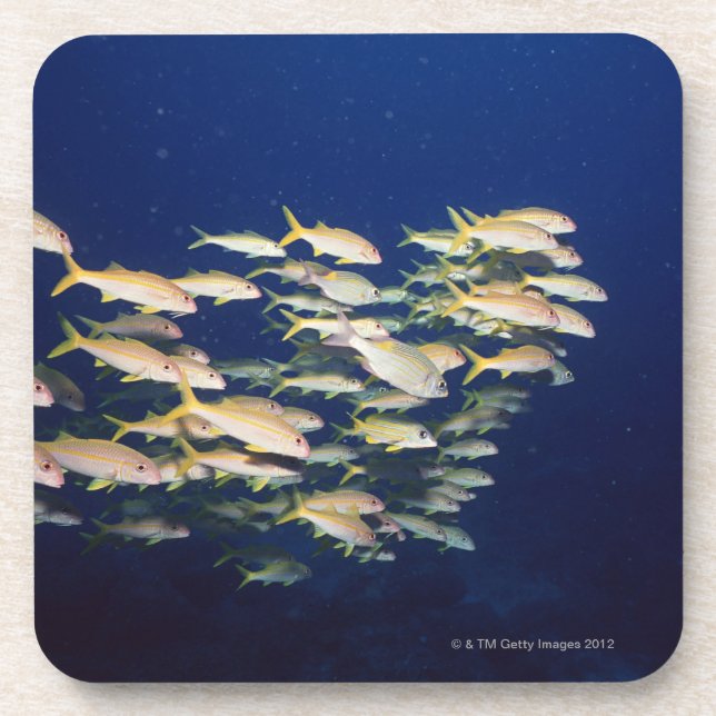 School of Fish 8 Coaster (Front)