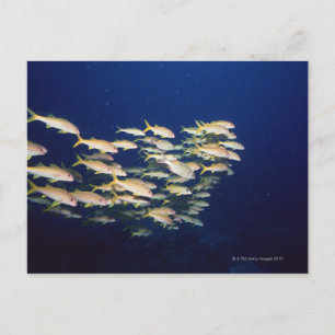 School of Fish 8 Postcard