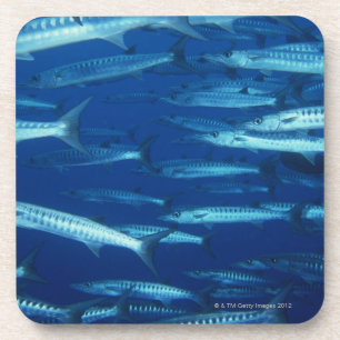 School of Fish 9 Coaster