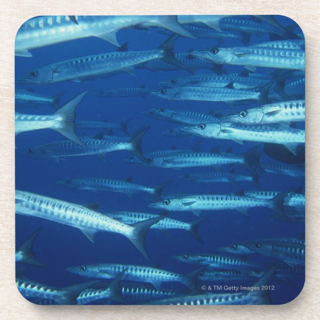 School of Fish 9 Coaster (Front)