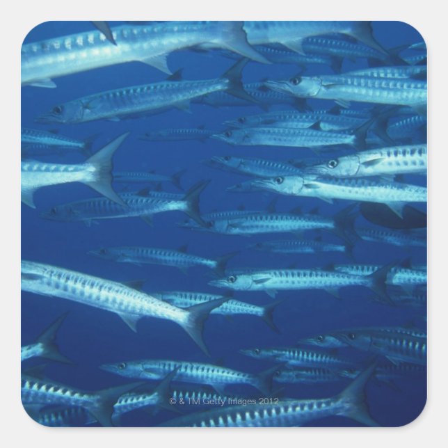 School of Fish 9 Square Sticker (Front)