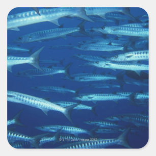 School of Fish 9 Square Sticker