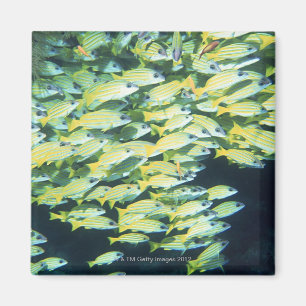 School of Fish Magnet