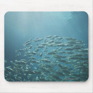 School of fish, Nassau, Bahamas Mouse Mat