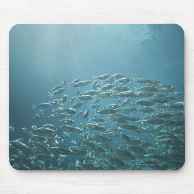 School of fish, Nassau, Bahamas Mouse Mat (Front)