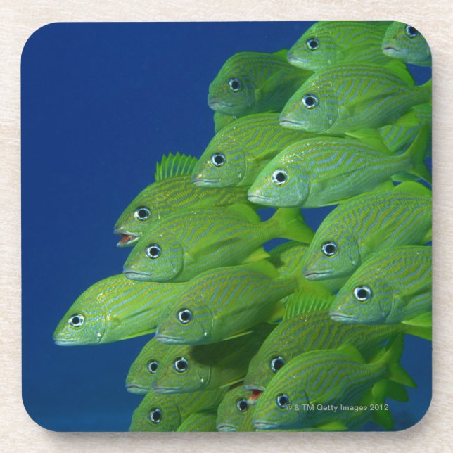 School of french bluestriped and margate grunts coaster (Front)