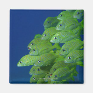 School of french bluestriped and margate grunts magnet
