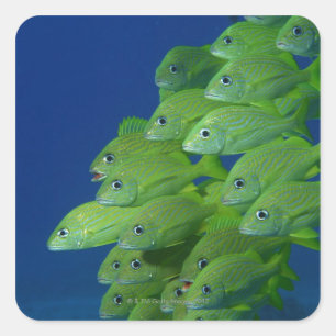 School of french bluestriped and margate grunts square sticker