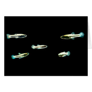 School of Least Killifish