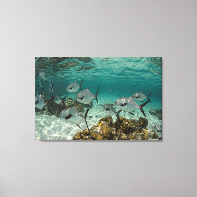 School of Permit Fish Canvas Print (Front)