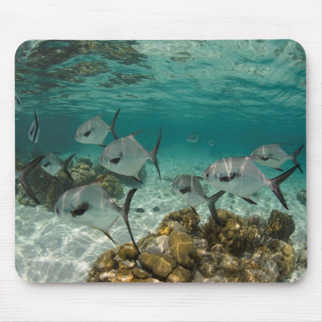School of Permit Fish Mouse Mat (Front)