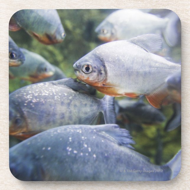 School of Piranhas (Pygocentrus nattereri) Coaster (Front)