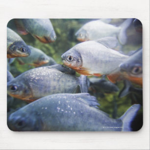 School of Piranhas (Pygocentrus nattereri) Mouse Mat