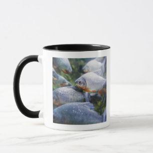 School of Piranhas (Pygocentrus nattereri) Mug