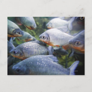 School of Piranhas (Pygocentrus nattereri) Postcard
