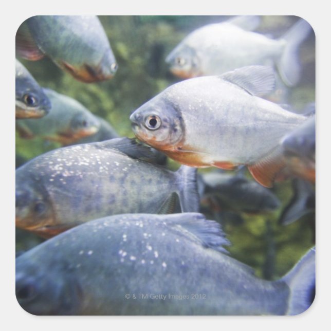 School of Piranhas (Pygocentrus nattereri) Square Sticker (Front)
