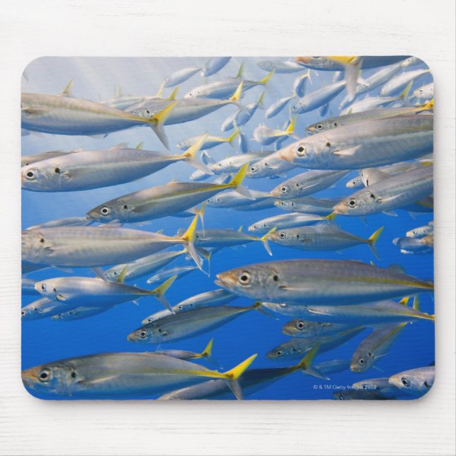 School of Rainbow Runners, Sea of Cortez, Mexico Mouse Mat (Front)