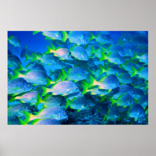 School of Snappers Poster