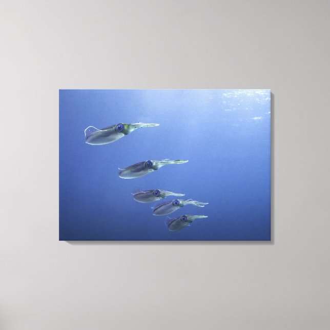 School of squid in the Caribbean Canvas Print (Front)