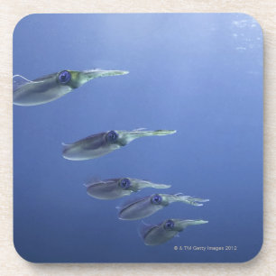School of squid in the Caribbean Coaster