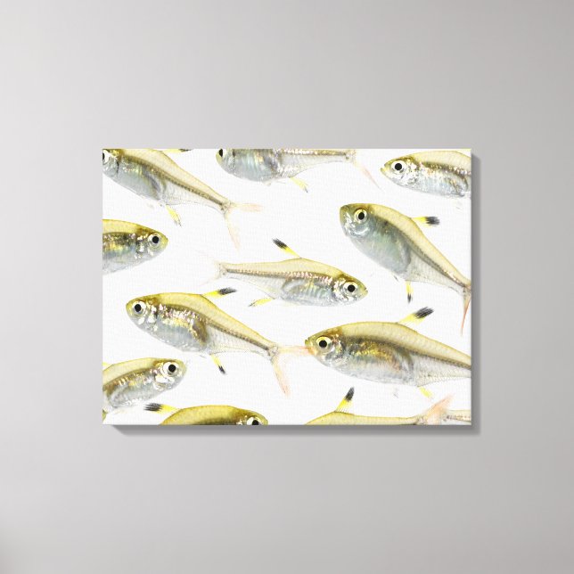 School of X-ray tetra fish (Pristella Canvas Print (Front)