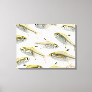 School of X-ray tetra fish (Pristella Canvas Print