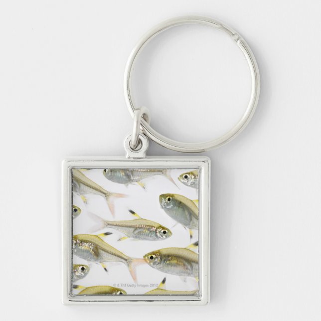 School of X-ray tetra fish (Pristella Key Ring (Front)