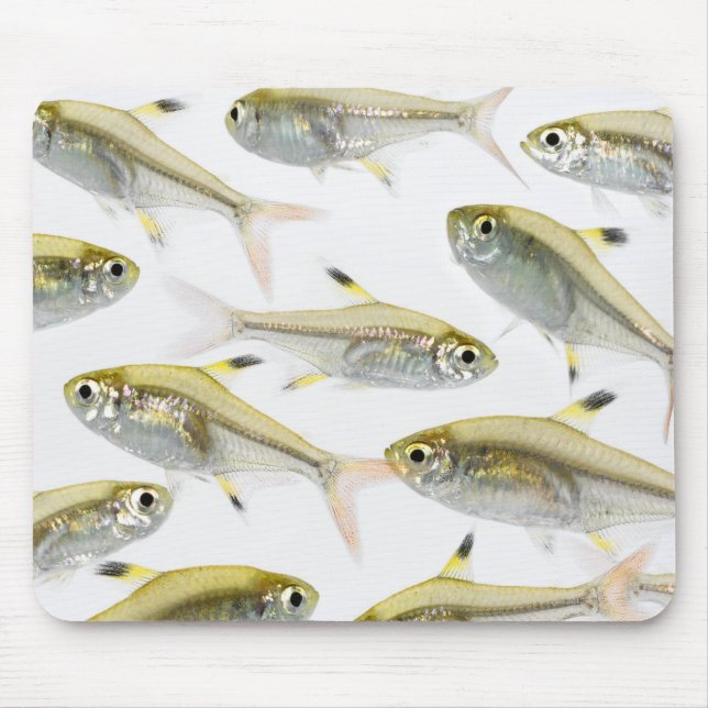 School of X-ray tetra fish (Pristella Mouse Mat (Front)