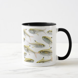 School of X-ray tetra fish (Pristella Mug