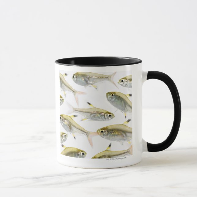 School of X-ray tetra fish (Pristella Mug (Right)