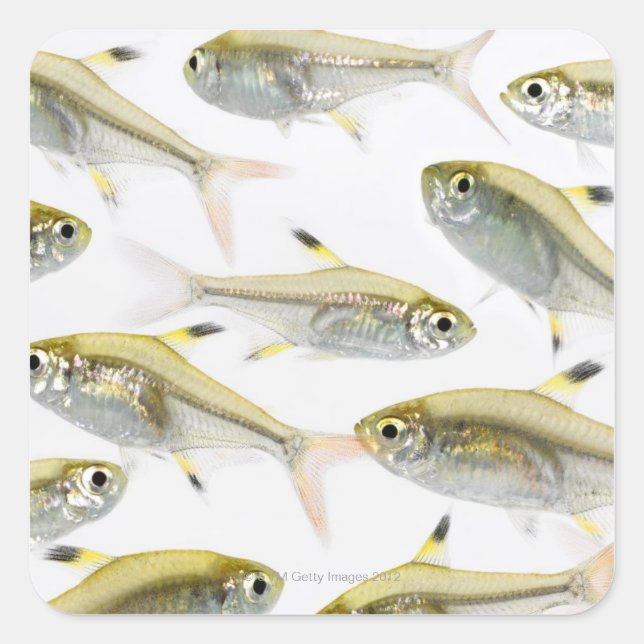 School of X-ray tetra fish (Pristella Square Sticker (Front)