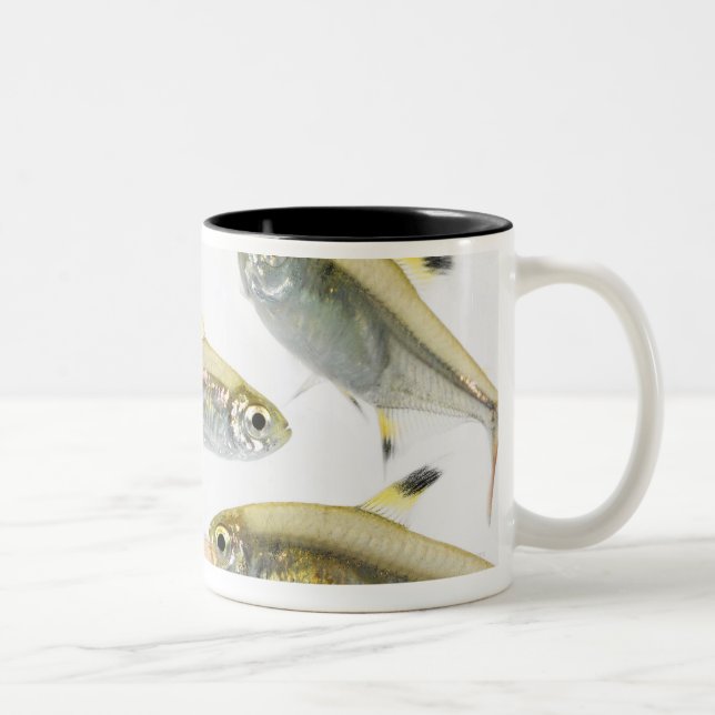 School of X-ray tetra fish (Pristella Two-Tone Coffee Mug (Right)