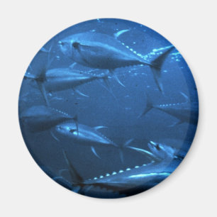 School of Yellowfin Tuna Magnet