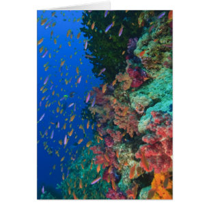 Schooling Fairy Basslets (Pseudanthias