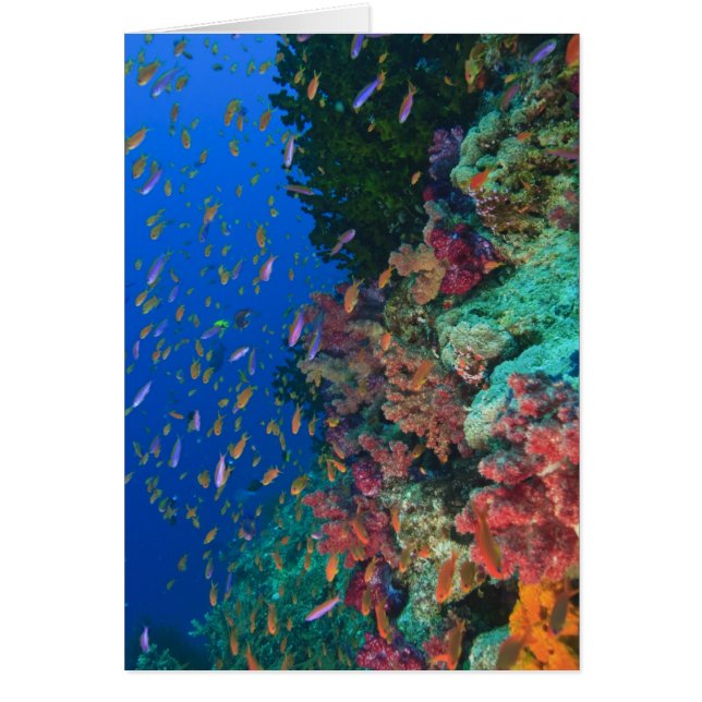 Schooling Fairy Basslets (Pseudanthias (Front)