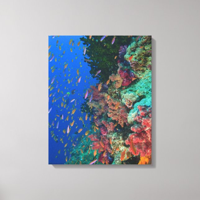 Schooling Fairy Basslets (Pseudanthias Canvas Print (Front)