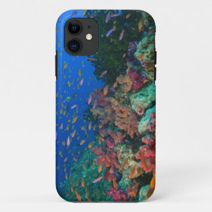 Schooling Fairy Basslets (Pseudanthias iPhone 11 Case