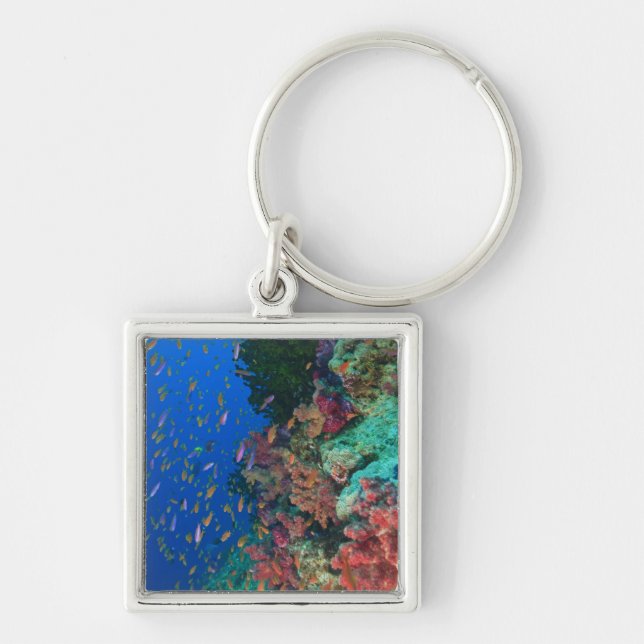 Schooling Fairy Basslets (Pseudanthias Key Ring (Front)