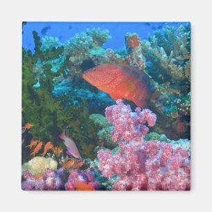 schooling Fairy Basslets  (Pseudanthias Magnet