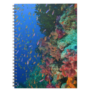 Schooling Fairy Basslets (Pseudanthias Notebook