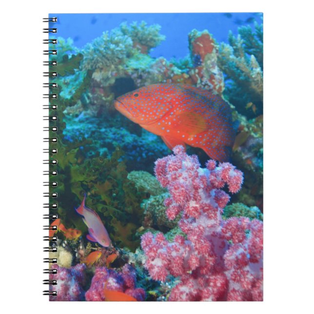 schooling Fairy Basslets  (Pseudanthias Notebook (Front)