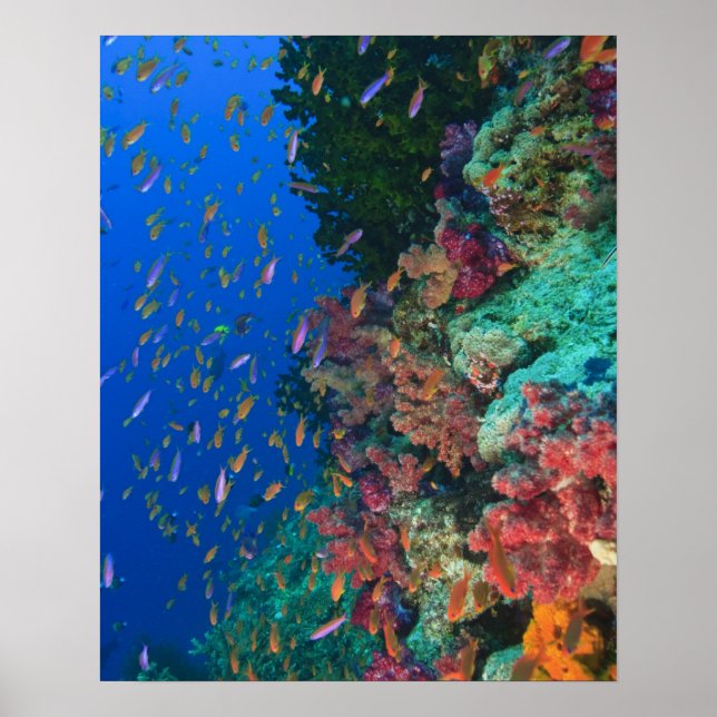 Schooling Fairy Basslets (Pseudanthias Poster (Front)